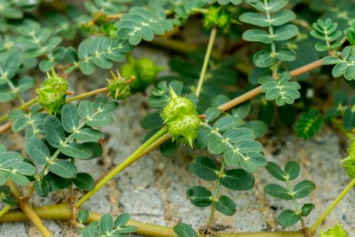 Tribulus terrestris - rastlina