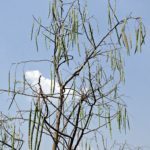 Moringa oleifera strom