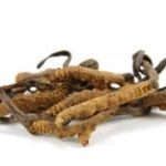 Cordyceps sinensis cudzopasná huba v tradičnej čínskej medicíne