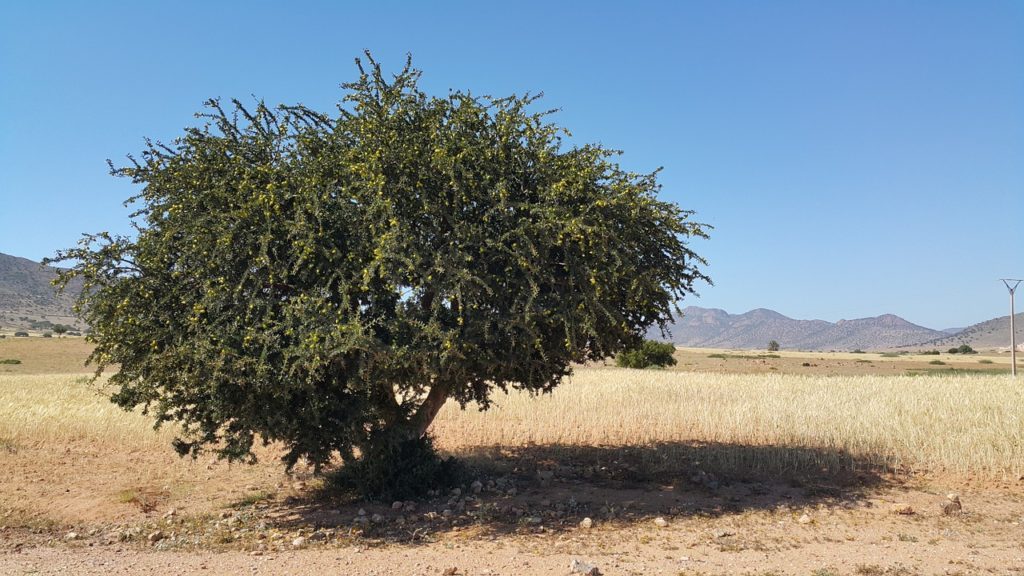 Arganový strom