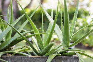 Aloe vera - Aloa pravá