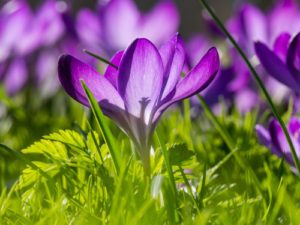 Crocus sativus - Šafrán siaty