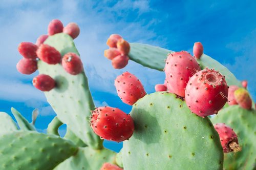 Nopal kaktus - Opuncia figová