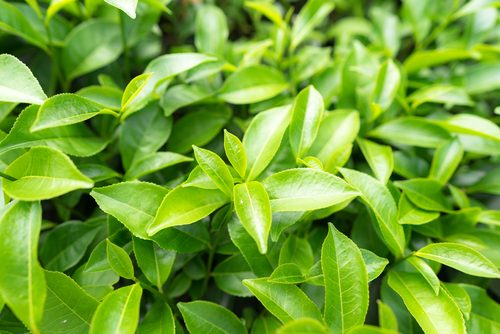 Zelený čaj Camellia sinensis