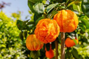 Divý pomaranč