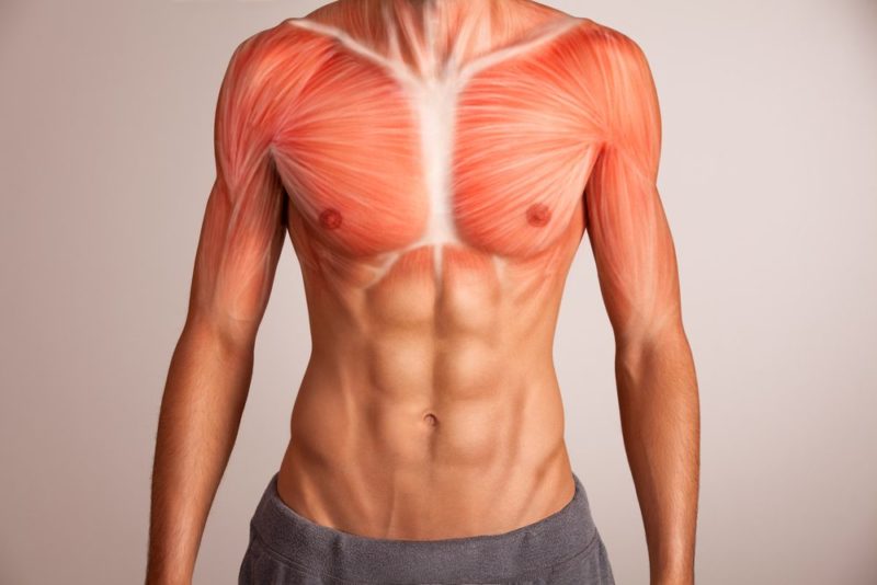 Cviky na prsné svaly - svaly hrudníka