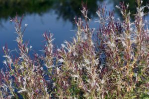 Vŕbovka malokvetá - liečivá rastlina