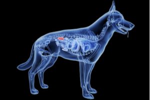 3D render psa zobrazujúci uloženie obličiek v tele