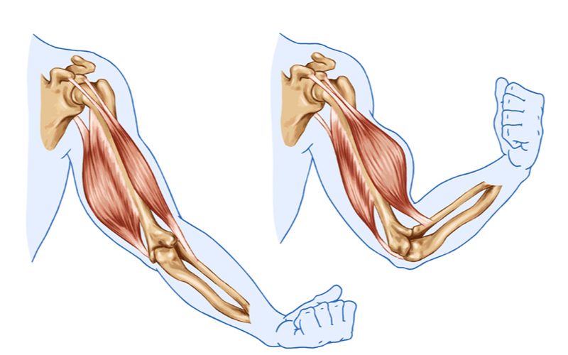 ilustrácia svalov ruky - bicepsu a tricepsu